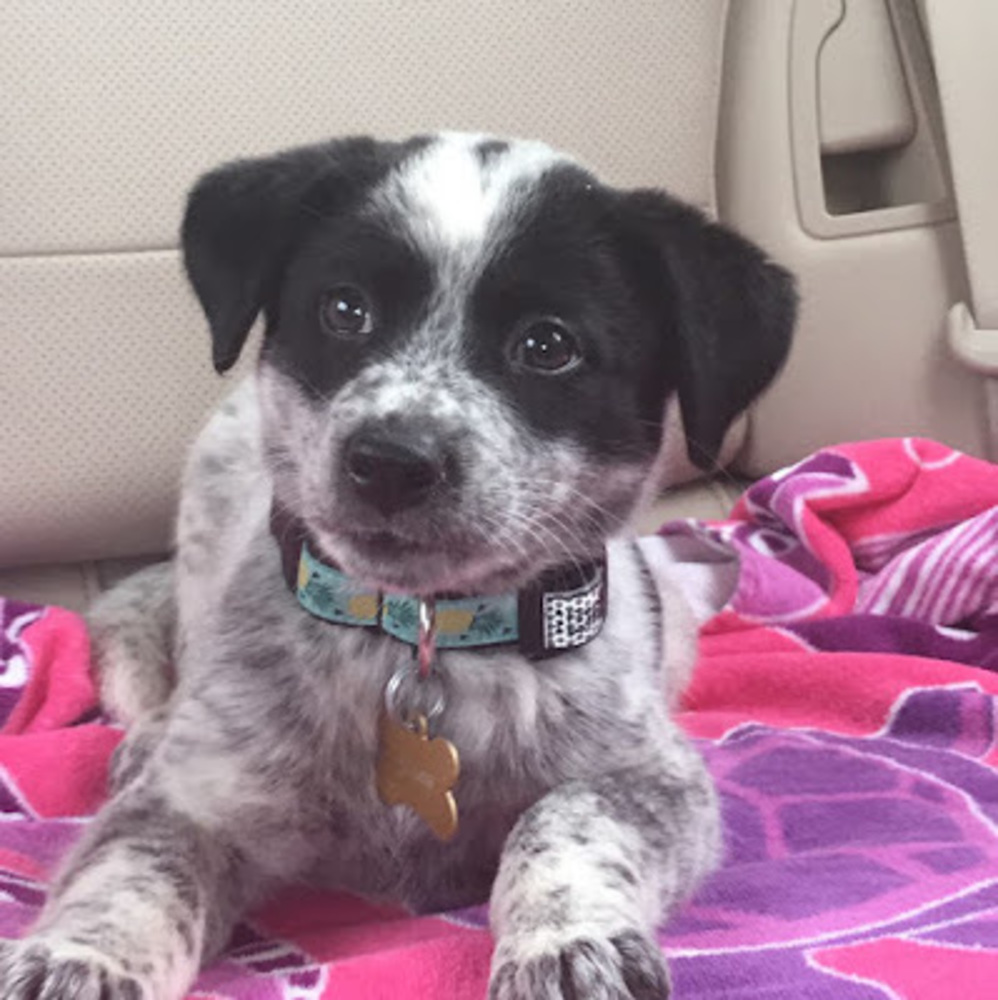 Meet your Posher, Ava